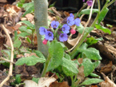 Pulmonaria officinalisBreed longkruid bestellen